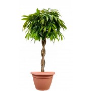 Ficus amstel impletit 33/140 cm in ghiveci decorativ Hobby