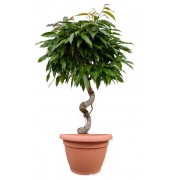 Ficus amstel impletit spiral 33/140 cm in ghiveci decorativ Hobby