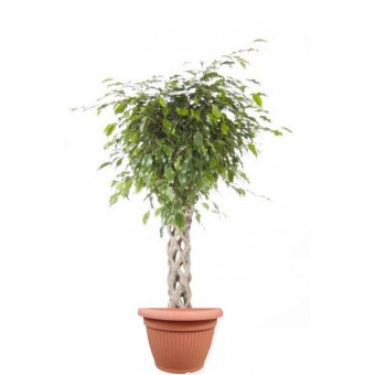 Ficus benjamina impletit koker 33/140 cm in ghiveci decorativ Hobby
