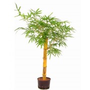 Bambusa vulgaris 35/130 cm 