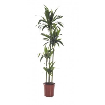 Dracaena janet craig 4 tulpini 27/170 cm
