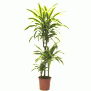 Inchiriere termen scurt planta Dracaena lemon 3 tulpini 150 cm (pentru evenimente)