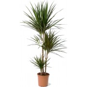 Inchiriere termen scurt planta Dracaena marginata 3 tulpini 150 cm (pentru evenimente)
