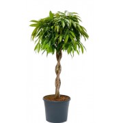 Ficus amstel impletit 33/140 cm