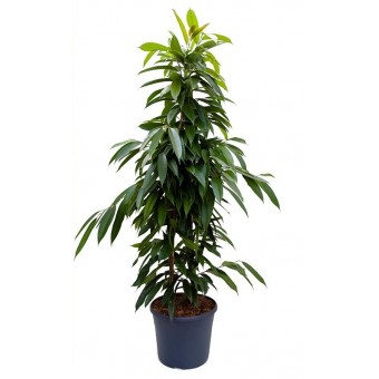 Ficus amstel piramidal 27/150 cm
