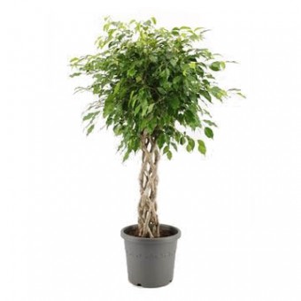 Ficus benjamina impletit koker 33/130-140 cm