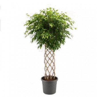 Ficus benjamina impletit matje 40/170 cm