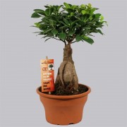 Ficus ginseng bonsai 20/40 cm