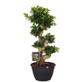 Ficus microcarpa bonsai 35/100 cm