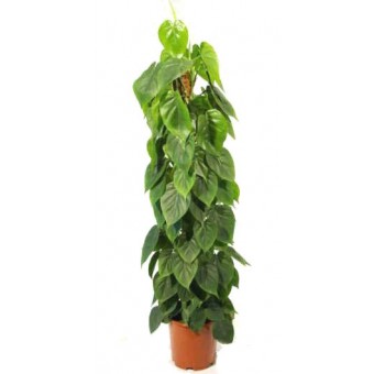 Philodendron scandens / brasil 27/150 cm
