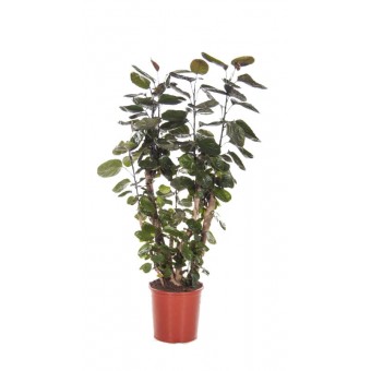 Polyscias fabian 24/90 cm 