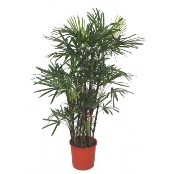 Rhapis excelsa 40/160 cm