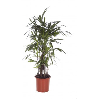 Rhapis excelsa 34/130 cm