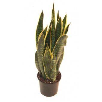 Sansevieria laurentii 17/65 cm