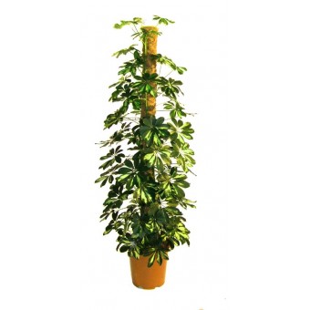 Inchiriere termen scurt planta Schefflera tutore 150 cm (pentru evenimente)