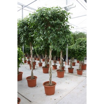 Ficus benjamina bol 60/300 cm