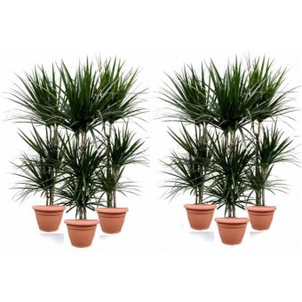 Pachet dracaena marginata 3 tulpini 150 cm (6 dracaena in ghivece Hobby)