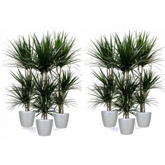 Pachet dracaena marginata 3 tulpini 150 cm (6 dracaena in ghivece Lechuza)